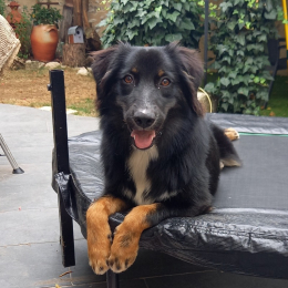 Piper profile