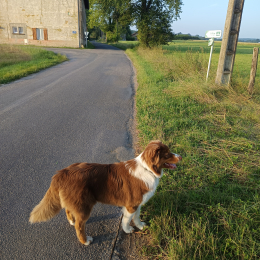 Vasco profile