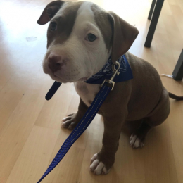 Pablo profile