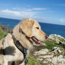 Polo profile