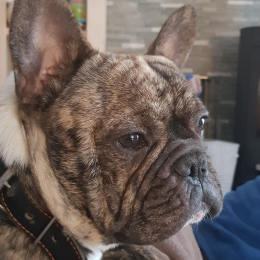 Mr s profile