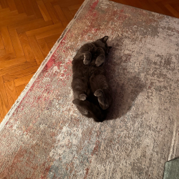 Filou profile