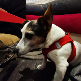 Ralf profile