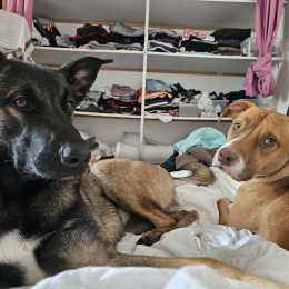 Jessy et loki profile