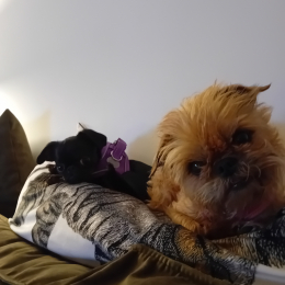 Lilou et tokyo profile