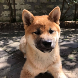 Onyx profile