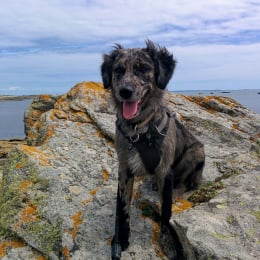 Karma profile
