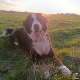 Tinu profile