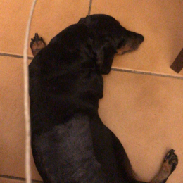 Penny profile