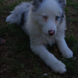 Apollon profile
