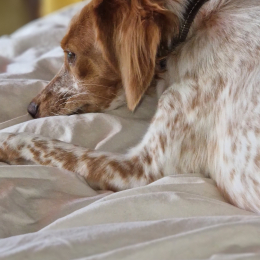Doggo profile