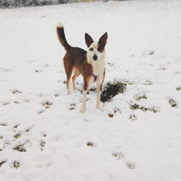 Molly profile