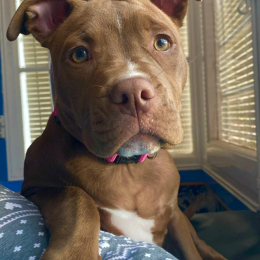 Daysi profile