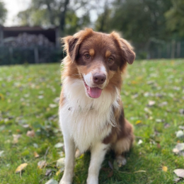 Ron profile