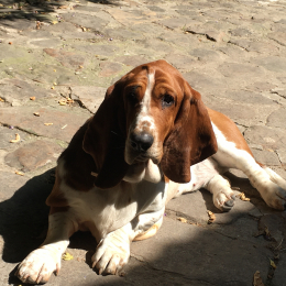 Odile profile