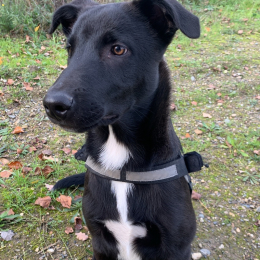 Tazz profile