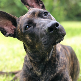 Athéna profile