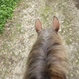 Pouky profile