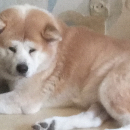 Hiro profile
