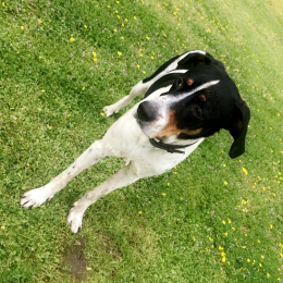 Calisto profile