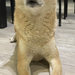 Kash profile