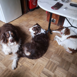 Caline plouff et loulou profile