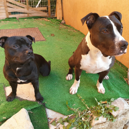 Floky et tyson profile