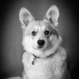 Ralph profile