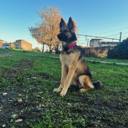 Sora profile