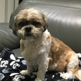 Dolly profile