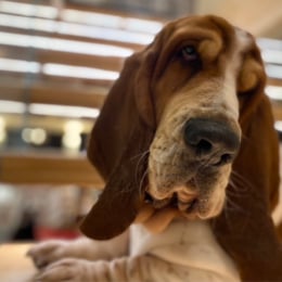 Lulla profile