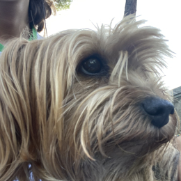Pigna profile