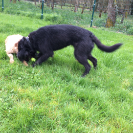 Friskette :praline profile