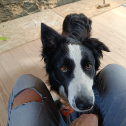 Ulysse profile