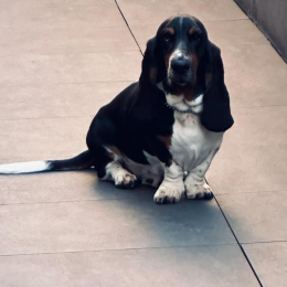 Django et sam profile