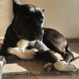 Nala profile