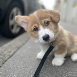 Colin profile