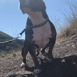 Loky profile
