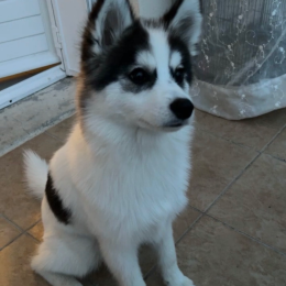 Yuki profile
