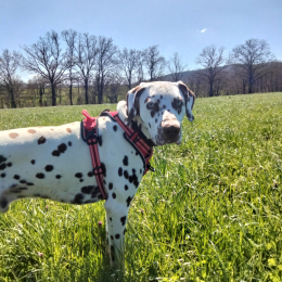 Vador profile