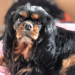 Caline profile