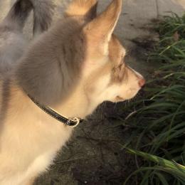 Dorine profile