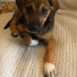 Phoebe profile