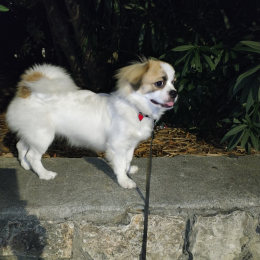 Doggo profile