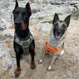Blacky et falco profile