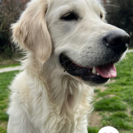 Willow profile