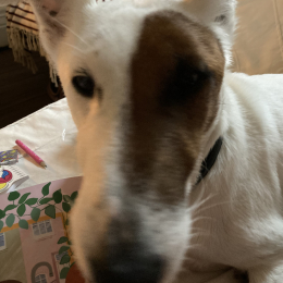Pilou profile