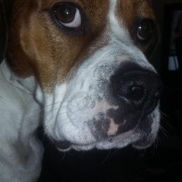 Jacob profile