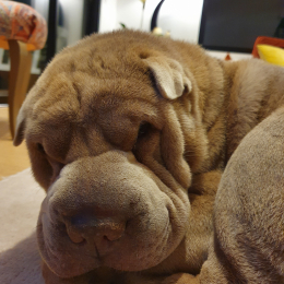 Jetro profile