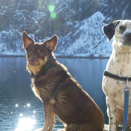 Noski et inka profile